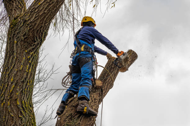 Best Tree Clearing Services  in Concordia, MO